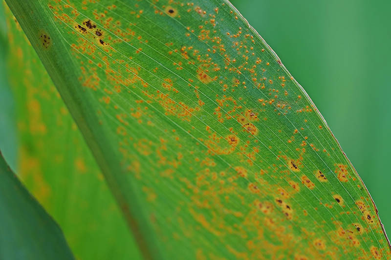 A close up of a leaf suffering from a fungal disease that causes orange spots to appear along the foliage, pictured on a green soft focus background.