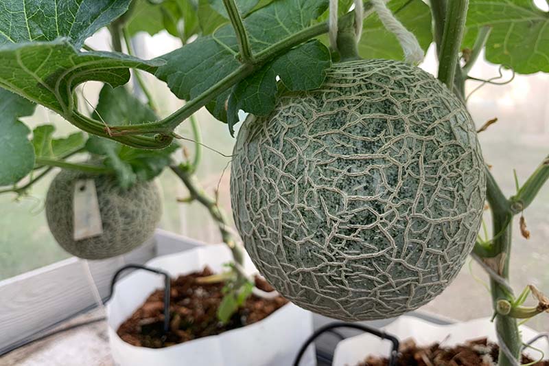 A close up of a muskmelon almost ready to harvest, hanging from a vine, planted in a white plastic container.
