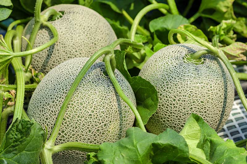 A close up of three melons with distinctive "netted" rind, growing in the garden, pictured in light sunshine, fading to soft focus in the background.