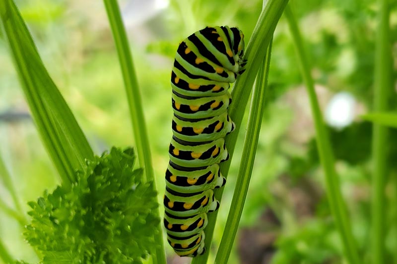 A close up of a black, yellow, and green caterpillar on the stem of a plant pictured on a soft focus background.