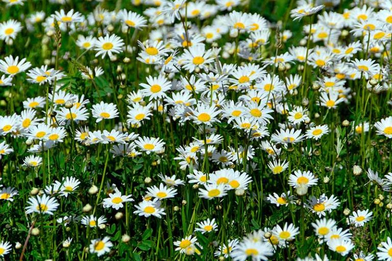 What's the Difference Between English and German Chamomile?