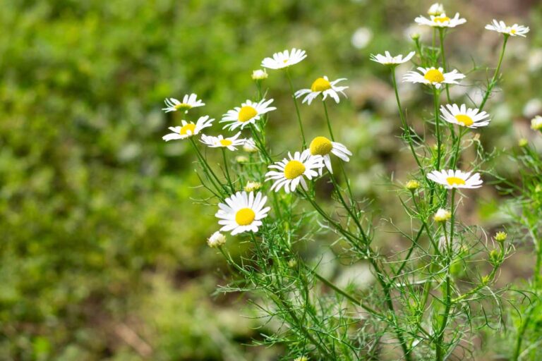 How to Grow Chamomile in Pots and Containers | Gardener’s Path