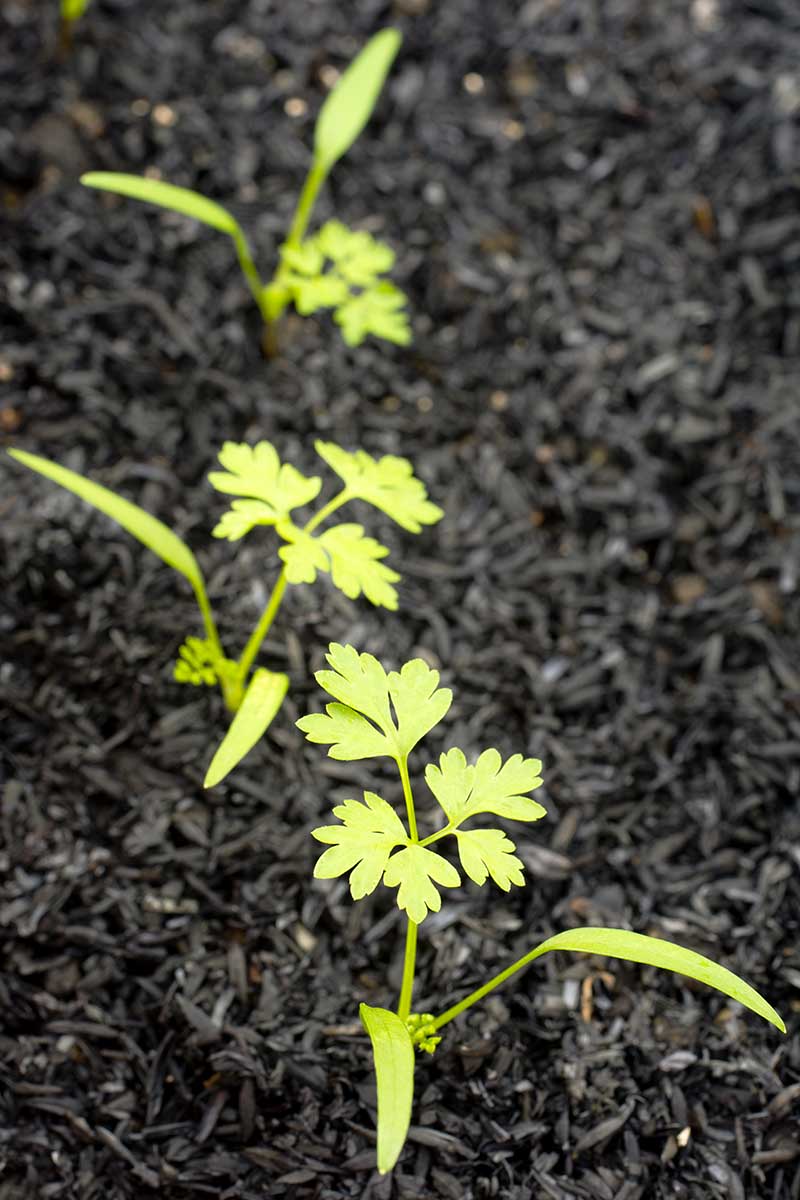 A close up vertical picture of Anthriscus cerefolium seedlings, planted in a row in the garden, with dark, rich soil in the background.