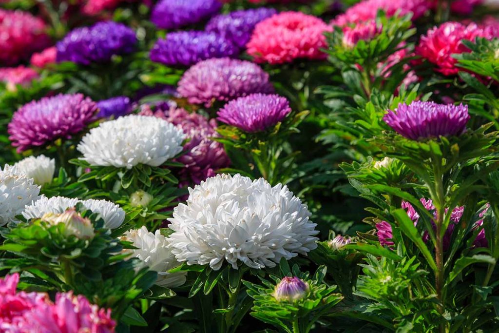 How To Plant Grow And Care For Bushy Aster Flowers How To Plant Grow And Care For Bushy Aster Flowers