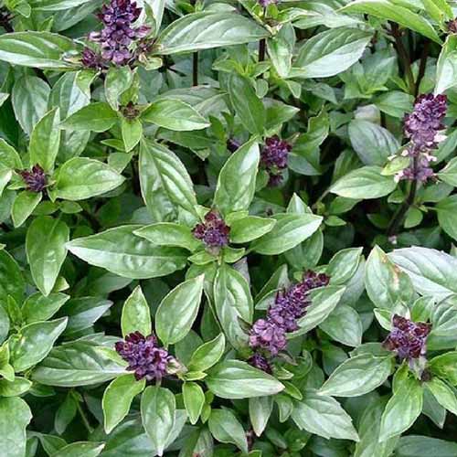 A top down close up picture of Ocimum basilicum 'Cinnamon' with bright green foliage and delicate purple flowers.