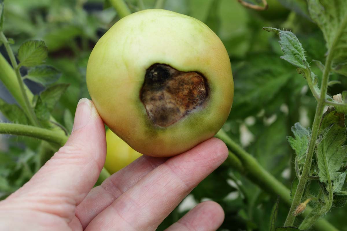 A close up of a hand from the bottom of the frame holding a green, unripe tomato that is suffering from a condition known as blossom-end rot where the bottom of the fruit turns black and watery.