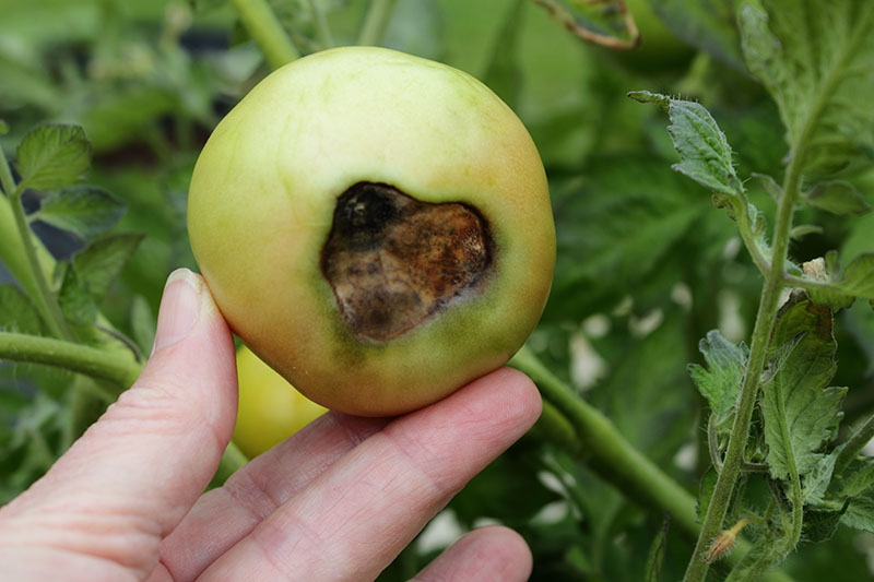 A close up of a hand from the bottom of the frame holding a green, unripe tomato that is suffering from a condition known as blossom-end rot where the bottom of the fruit turns black and watery. In the background is green foliage in soft focus.