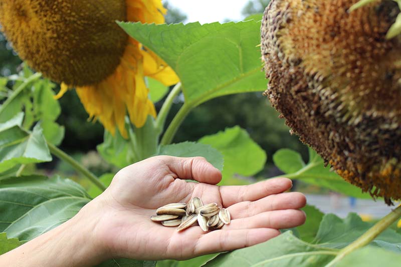 A close up of a hand from the left of the frame collecting seeds from a sunflower head growing in the garden, pictured on a soft focus background.