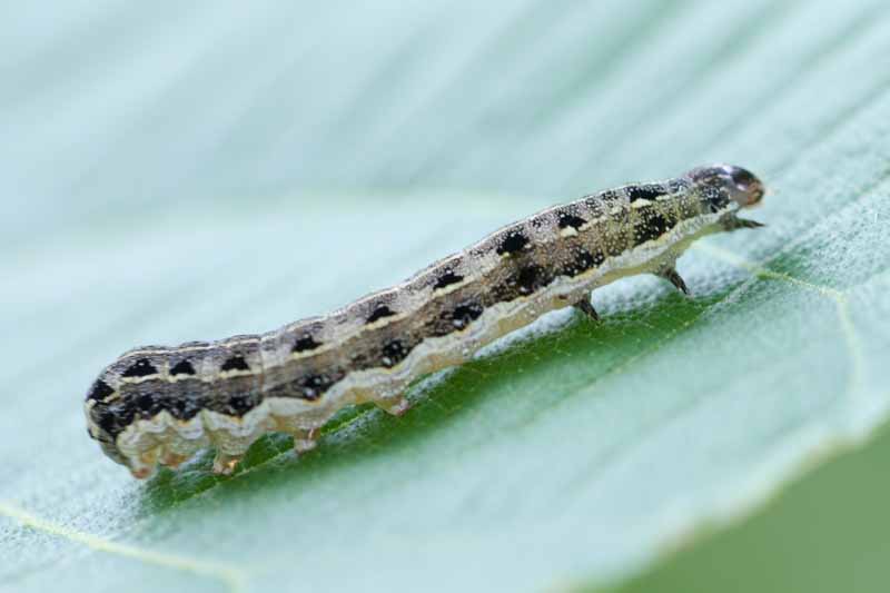 A close up of a common cutworm on a green leaf, pictured on a soft focus background.