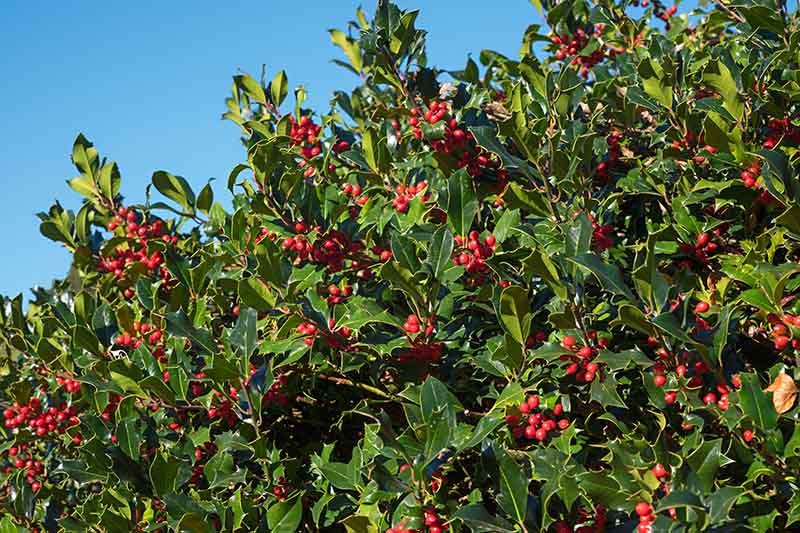 A close up of a large hedge of common holly, with green glossy foliage and bright red berries with blue sky in the background.