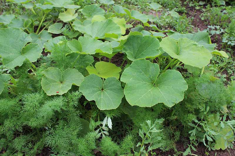 A close up of pumpkin plants growing in the garden surrounded by Anethum graveolens as a companion plant.