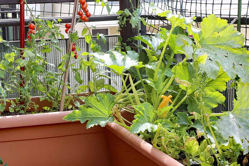 A close up of a balcony with terra cotta colored rectangular containers, growing a variety of produce, from courgettes to tomatoes.