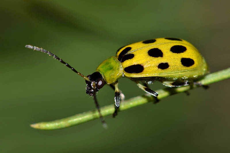 A close up of a yellow and black spotted cucumber beetle on a stem on a soft focus background.