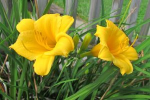 A close up of two daylily flowers, growing in a border beside a wooden deck, with bright yellow flowers contrasting with green, upright foliage.