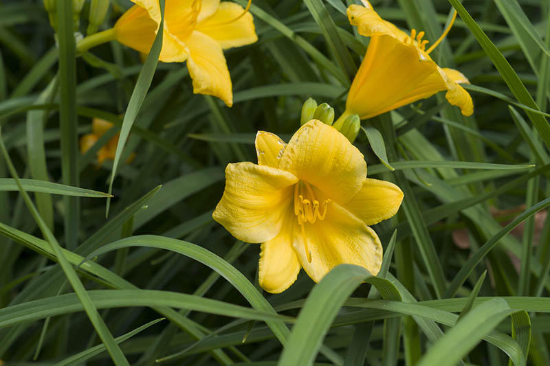 A close up of yellow flowers surrounded by green foliage, growing in the garden.