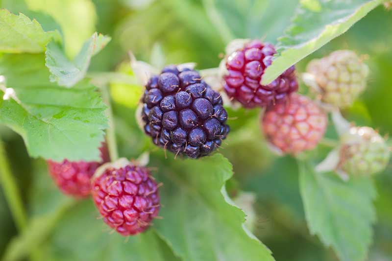 A close up of a boysenberry bush with fruits at various stages of ripeness, from green, to red, to dark purple, surrounded by green foliage on a soft focus background.