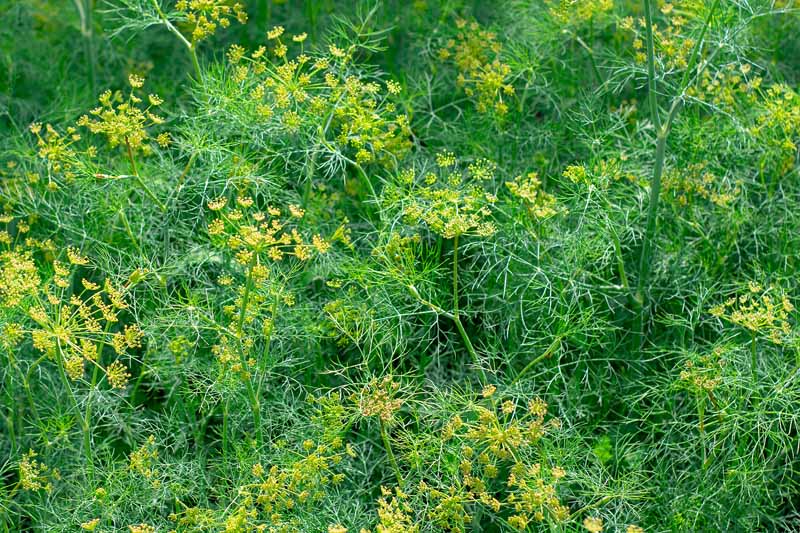 A close up of Anethum graveolens growing in a cottage kitchen herb garden with feathery green foliage and bright yellow flowers.