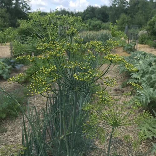 A square image of dill growing in rows in the garden.