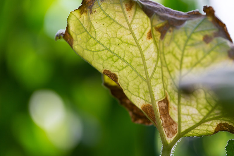 A close up of a courgette leaf turning brown as a result of disease, pictured on a soft focus background.