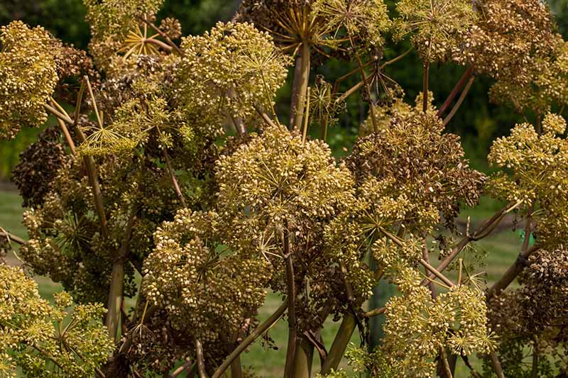 A close up of flower heads drying and setting seed in the garden pictured on a soft focus background.
