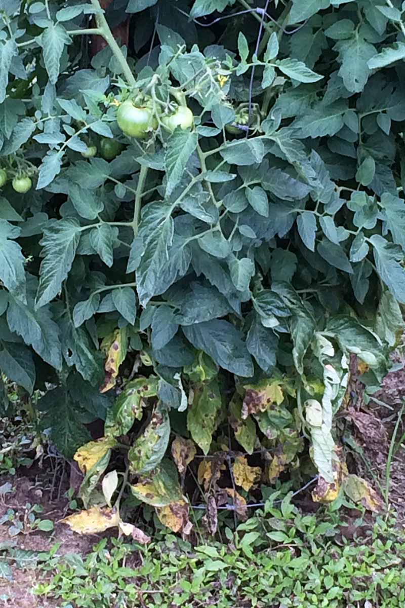 A vertical picture of a tomato plant suffering from a fungal infection at the bottom of the foliage caused by Alternaria solani.