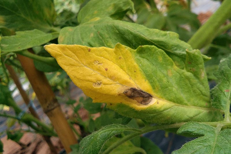 A close up of a leaf with an advanced disease, showing a black spot and yellowing of the foliage.