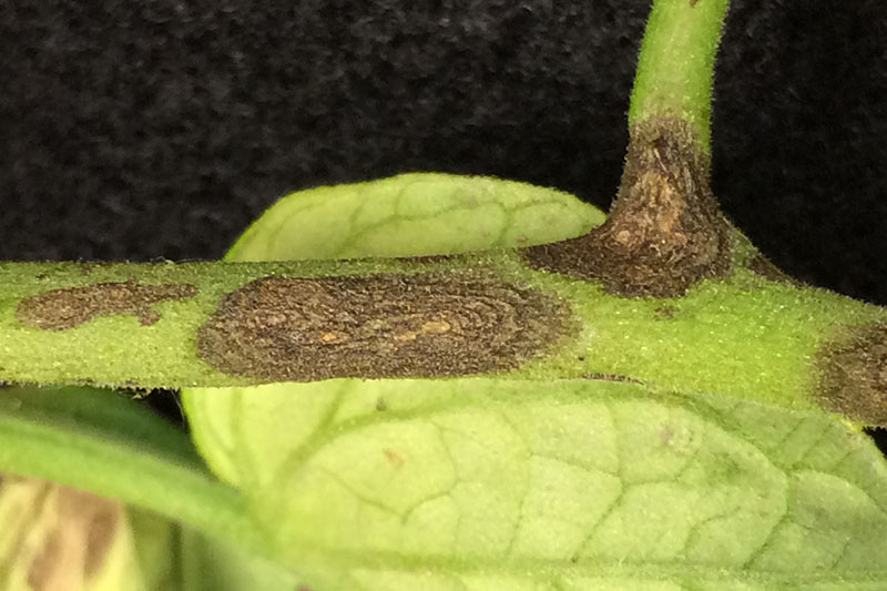 A close up of the stem of a plant suffering from a fungal infection caused by Alternaria solani.