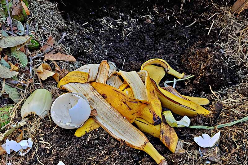 A close up picture of a compost pile with various household food waste, including banana skins, on a soft focus background.