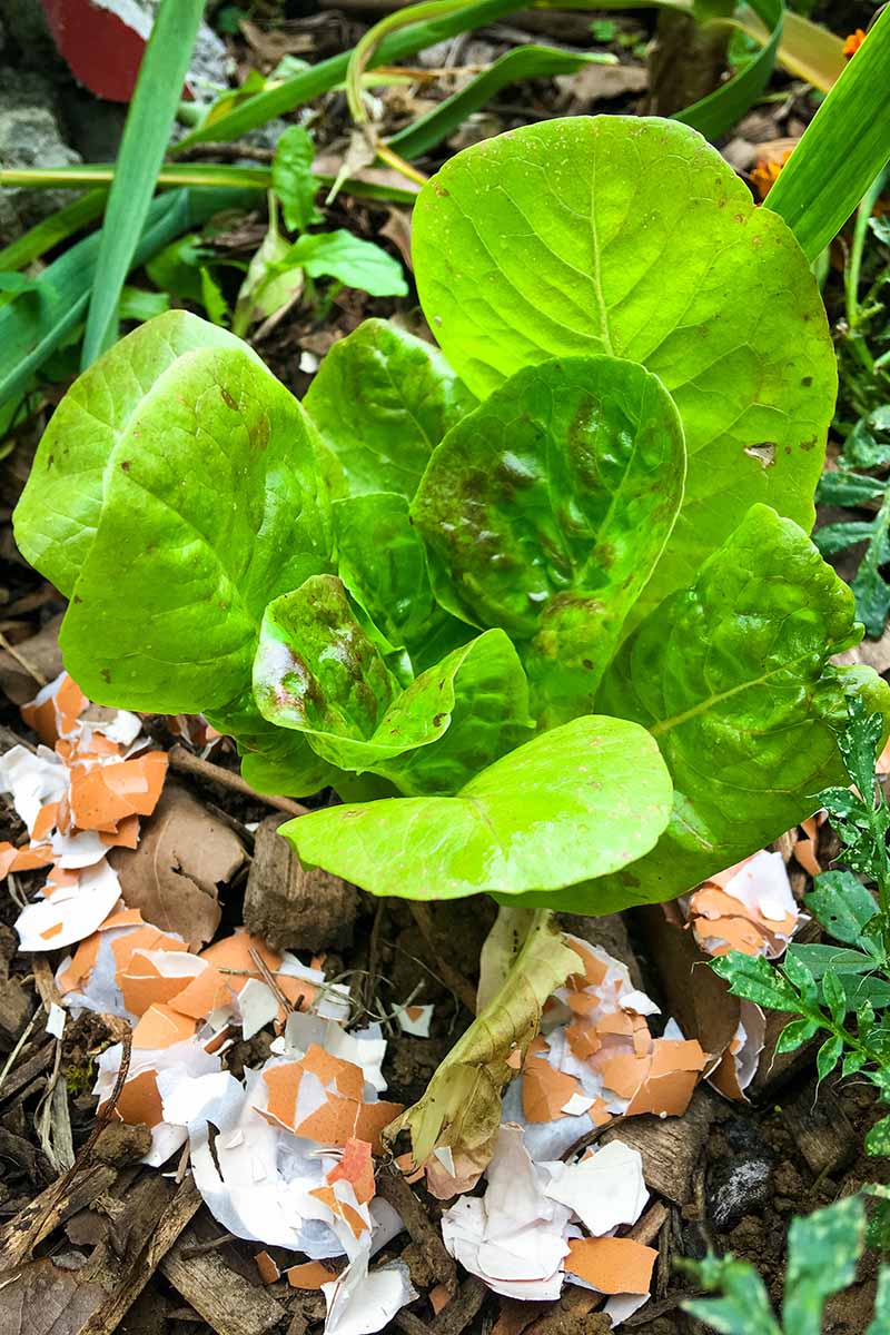 A close up vertical picture of a small lettuce plant growing in the garden with eggshells placed around the base as a mulch, surrounded by wood chips, fading to soft focus in the background.