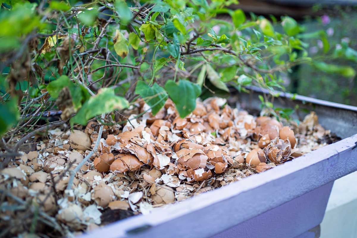 A purple container with eggshells spread out as a mulch over the top of the soil around the roots of the growing plants.