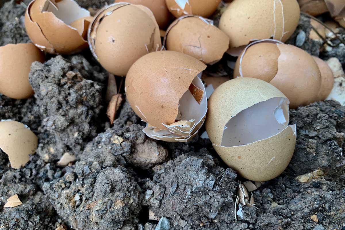 A close up of a pile of shells from cracked eggs set on a soil surface.