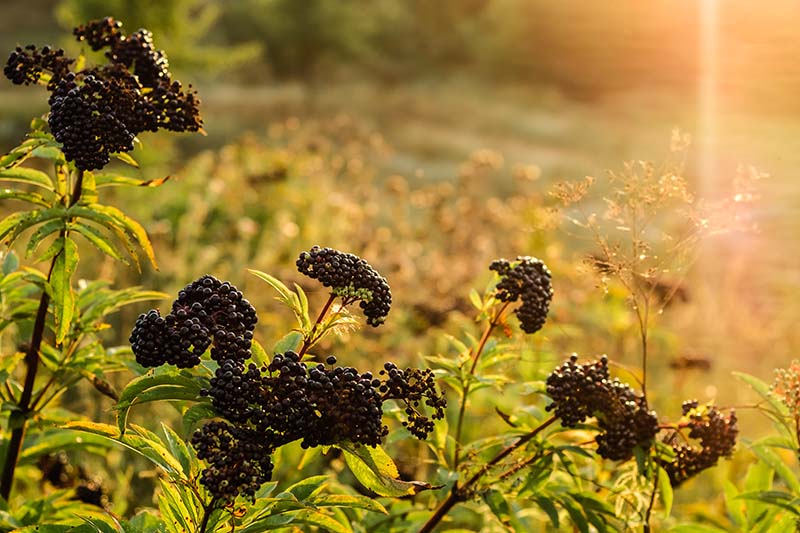 A close up of ripe elderberries on the shrub in the light autumn sunshine on a soft focus background.