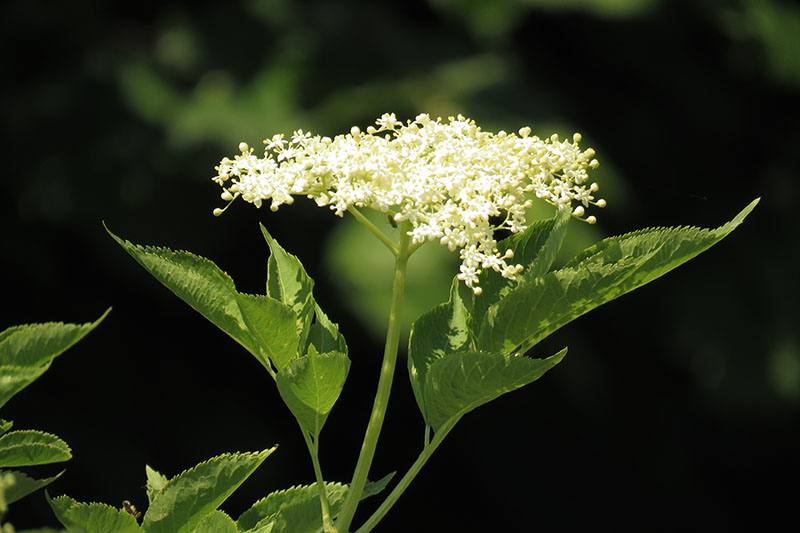 A close up of delicate white elderflowers surrounded by foliage, pictured in bright sunshine on a soft focus background.