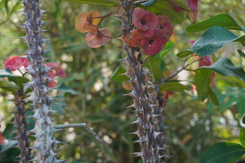 A close up of the stems and flowers of the crown of thorns plant on a soft focus background.