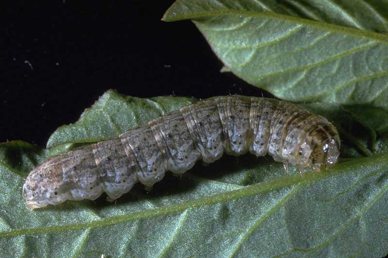 A close up of a Euxoa messoria larvae on a green leaf pictured on a soft focus background.