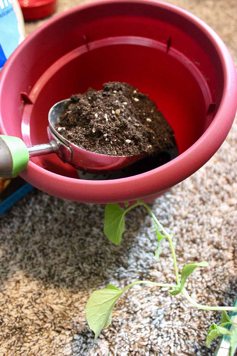 A vertical picture of a shovel from the right of the frame filling a red plastic pot with soil ready for transplanting a seedling.