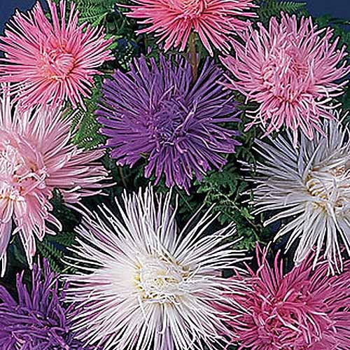A close up of the delicate blooms of Callistephus chinensis 'Fireworks' in purple, pink, and white.