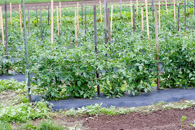 A garden growing rows of tomato plants being supported using Florida weave.