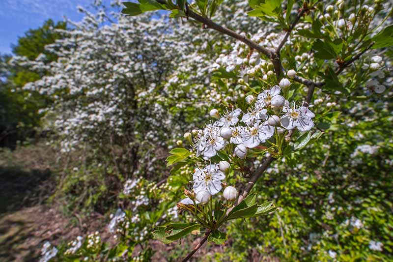 A close up of the flowers of the hawthorn shrub in light sunshine on a soft focus background.