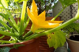 A close up picture of a bright yellow courgette flower and developing fruit, growing in a terra cotta pot on a patio in bright sunshine.