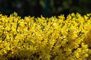 A close up of a hedge with bright yellow flowers, pictured in the sunshine on a soft focus background.