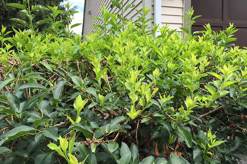 A close up of a recently pruned hedge, showing the light green leaves of new growth and the dark green of the older leaves.