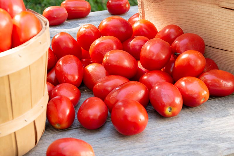 A close up of freshly harvested small cherry tomatoes set on a wooden surface with a basket to the left of the frame.