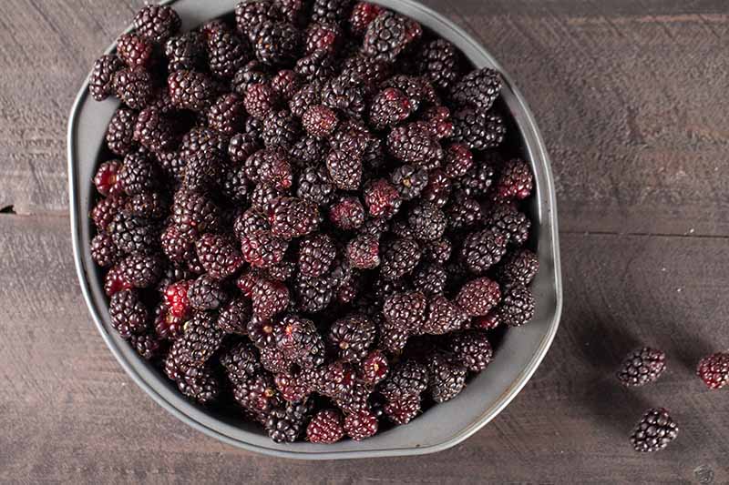 A close up top down picture of a metal colander containing freshly picked, ripe purple boysenberries, set on a dark wooden surface.