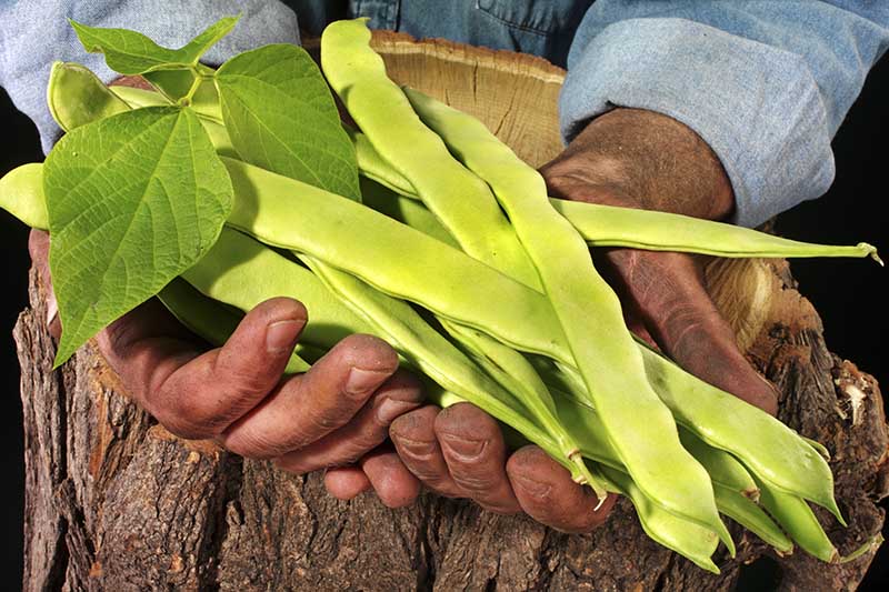 A close up picture of a farmer's hands holding a large bunch of long podded Phaseolus vulgaris, leaning on a rustic wooden surface on a soft focus background.