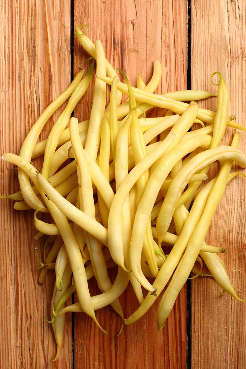A close up vertical picture of yellow wax bush beans, Phaseolus vulgaris, set on a wooden surface.
