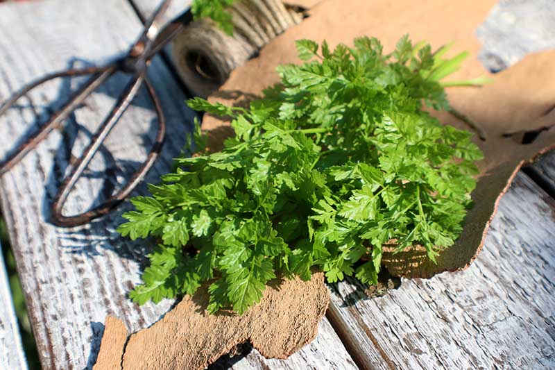 A close up of freshly harvested Anthriscus cerefolium, chervil, leaves set on a wooden surface, pictured in bright sunshine.