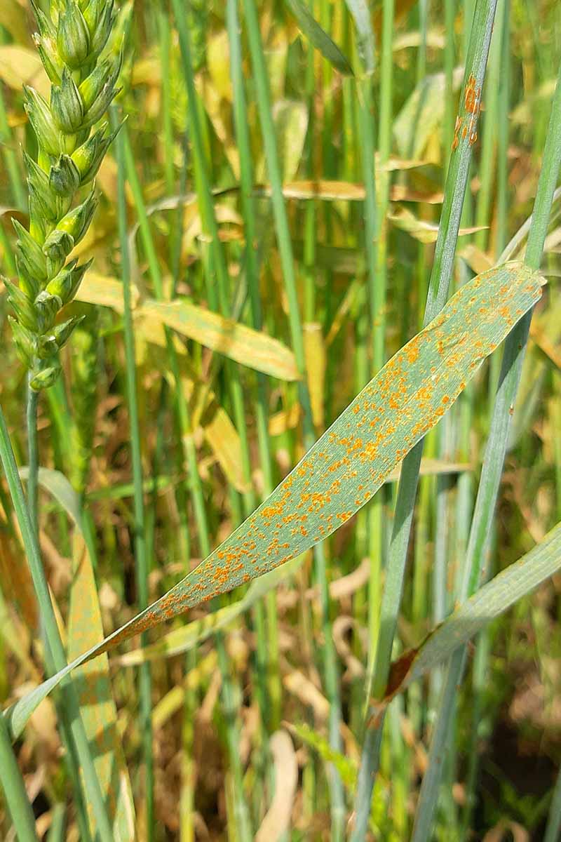 A vertical close up picture of crops suffering from a fungal infection, showing orange, rust-like spots on the foliage.