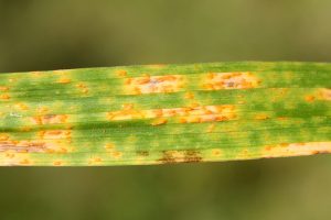 How to Prevent and Treat Rust on Daylilies | Gardener's Path