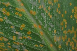 A close up of a green leaf with orange spots caused by a fungal disease.